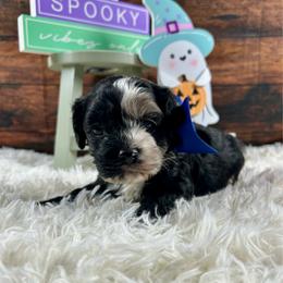 Binx - Black white and tan male Cockapoo puppy in Lancaster, Missouri from Cavapoo Acres