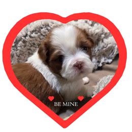 CODY - Liver and white male Shih Tzu puppy in Parma, Idaho from SuLynnes Shih Tzus