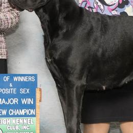 Cane Corso from Spagnolo Cane Corso