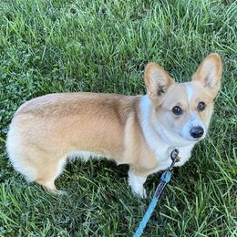 Holly - Pembroke Welsh Corgi