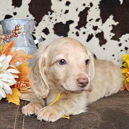 Dachshund Puppies from Buckwild Doxies