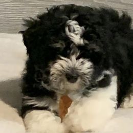 Havanese from Dixies Finest Havanese