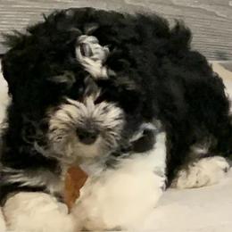 Havanese from Dixies Finest Havanese