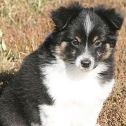 Woody - Black tri male Miniature Australian Shepherd puppy in Fairview, South Dakota from Dakota Toy Aussies