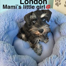 London - Miniature Schnauzer