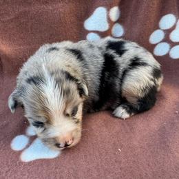 Bullseye - Blue merle male Miniature Australian Shepherd puppy in Stuart, Iowa from Arbor Hill Aussies