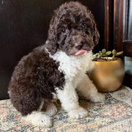 Pecan - Parti male Labradoodle puppy in Candler, North Carolina from Maple Bakin’ Doodles