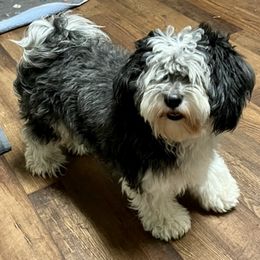 Molly - Havanese