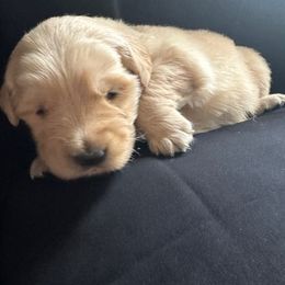 Golden Retriever Puppies from Chevaline Goldens