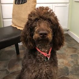Mocha - Labradoodle