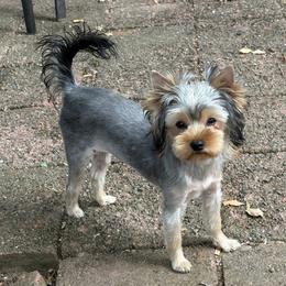 Penny - Blue and gold female Yorkshire Terrier puppy in Portland, Oregon from Bohemian Beauty Yorkshire Terrier