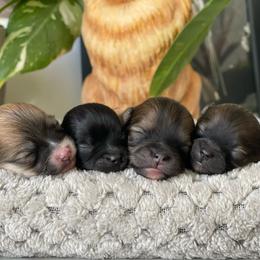 Pomeranian puppies from Torrey Hills Poms