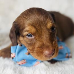 Teddy - Red male Dachshund puppy in Holtwood, Pennsylvania from Holly Hill Dachshunds