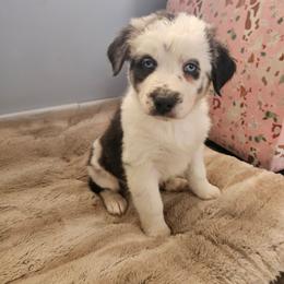 Frosty - Blue merle male Australian Shepherd puppy in Millwood, Missouri from Small Town Australian Shepherds