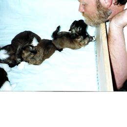 Shih Tzu Puppies from Shih Tzu Dreams Come True