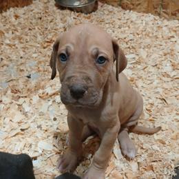 Bilbo - Chocolate male Great Dane puppy in Marshall, Michigan from Dream K9