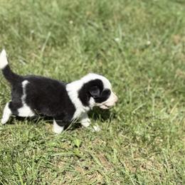 Bolt - Black and white female Border Collie puppy in Salem, Indiana from Hidden Creek