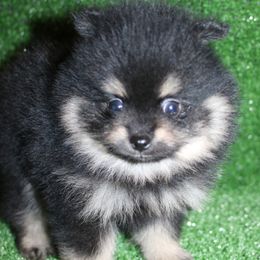 Rhett Black and Tan Boy - Black and tan male Pomeranian puppy in Danielsville, Georgia from PassionatePomPoms