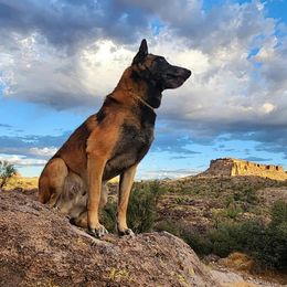 Caliber - Belgian Malinois