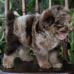 Bullseye - Merle male Schnoodle puppy in Grove, Oklahoma from Grand Lake Poodles & Doodles