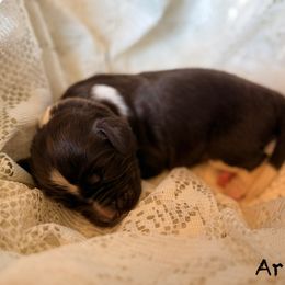 Ariel - White and brown female Newfoundland puppy in Goodhue, Minnesota from Claypits Newfoundlands