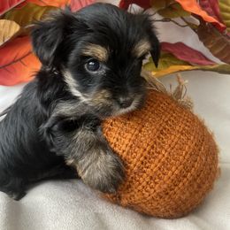 Ozzy - Black and tan male Yorkshire Terrier puppy in Riverside, California from Empire Yorkies