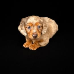 Zayden - Gray (blue) and tan male Dachshund puppy in Smithville, Oklahoma from Bristy’s Pampered Pups