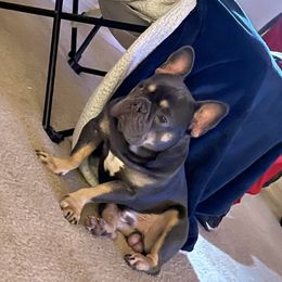 French Bulldog All Grown Up from B.A.D_Frenchies