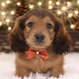 Sven-AKC Import Lines - Red male Dachshund puppy in Coweta, Oklahoma from Sunnyside Dachshunds