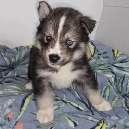 Handsome - Agouti and white male Siberian Husky puppy in Kansas City, Missouri from Anuun's Huskies