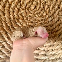 Assorted Doodle Crosses and Dachshund Puppies from Dailey Doodles and Dachshunds