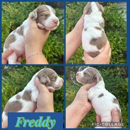 Freddy - Chocolate and cream male Dachshund puppy in Wichita Falls, Texas from Long Dogs in The Falls