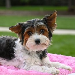 Farrah - Biewer Terrier