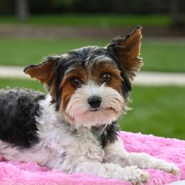 Farrah - Biewer Terrier