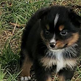 Sparrow - Black Miniature American Shepherd puppy in Webb City, Missouri from Rocking 4C