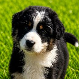 Katie - Black tri-color female Australian Shepherd puppy in New Boston, New Hampshire from Painted Pup Australian Shepherds