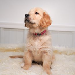 Golden Retriever, Miniature American Shepherd, and Siberian Husky Puppies from HuskiesAndGoldensWithFinesse