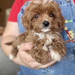 Aspen - Female - Red female Cavapoo puppy in Gilbert, Arizona from Azteddybeardoodles