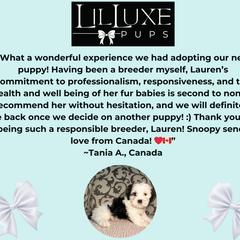 Morkie and Shorkie Puppies from Lil Luxe Pups