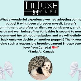 Morkie and Shorkie Puppies from Lil Luxe Pups