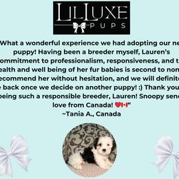 Morkie and Shorkie Puppies from Lil Luxe Pups