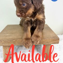 Bernedoodle, Goldendoodle, and Poodle Puppies from Plum Valley Pups