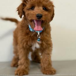 Boy 1 - Red  male Goldendoodle puppy in Sacramento, California from Goldendoodlesca