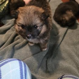 Pomeranian Puppies from Serena's Poms