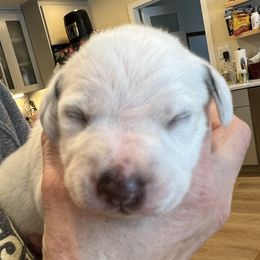 Dalmatian Puppies from Queen of Hearts Dalmatians