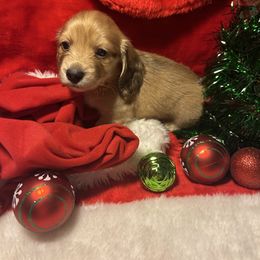 Girl 4 - Fawn (Isabella) female Dachshund puppy in Laurel, Mississippi from BB's Dotsies