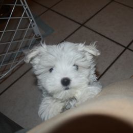 Maltese Puppies from Babes Babies