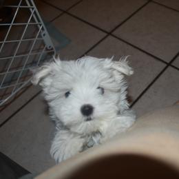 Maltese Puppies from Babes Babies