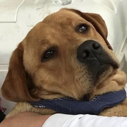 Clifford - Labrador Retriever