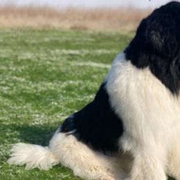 Bentley - Newfoundland